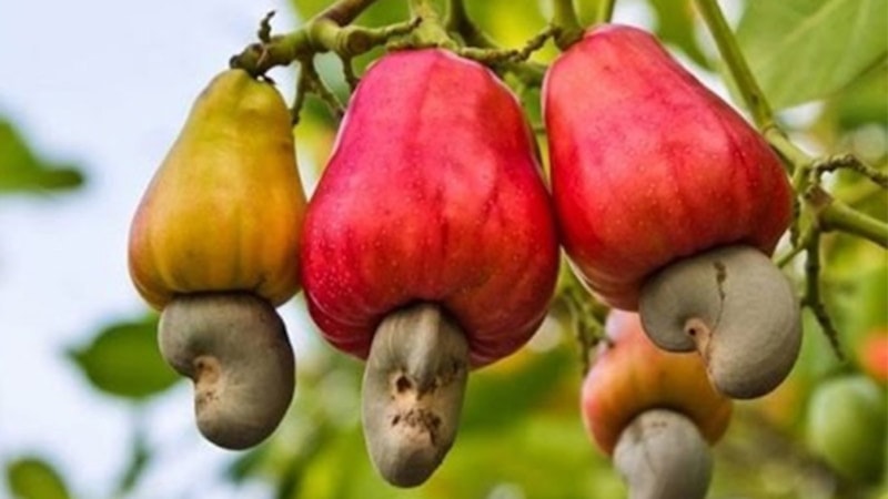 Kajunun faydaları nelerdir? Kaju fıstığı nelere iyi gelir?