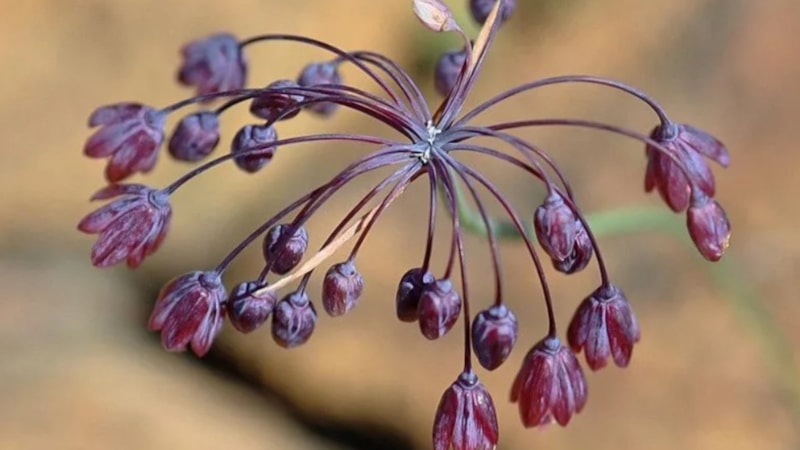 Duyan Kayseri'ye akın edecek! Dünyada ne eşi ne de benzeri var…