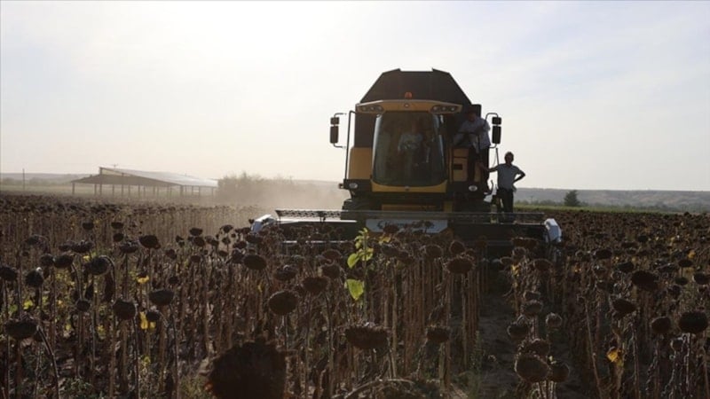 Türkiye'de en fazla çeltik ve ayçiçeği Edirne'de üretildi