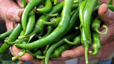 Günde 1 tane çiğ sivri biber yiyin, bin fayda görün...