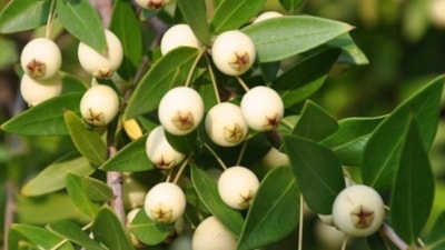 Bu meyveyi yiyen, hastalık nedir bilmiyor! Meğer damarların ilacı oymuş…