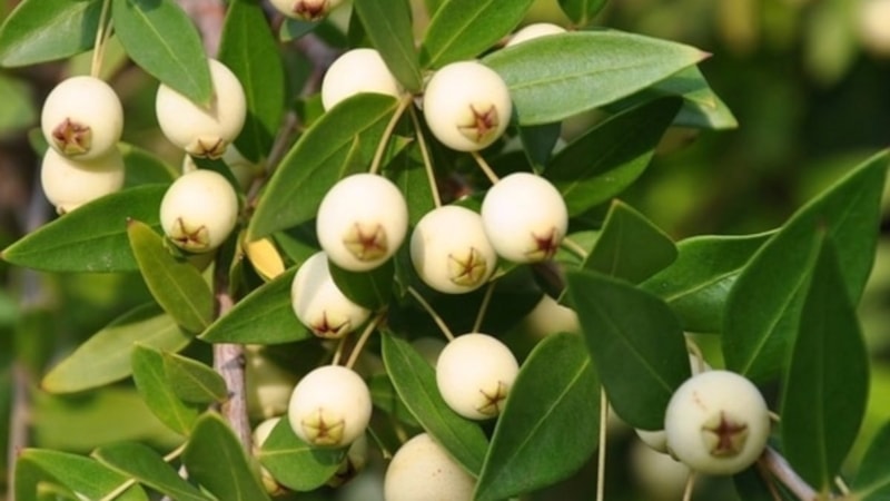 Bu meyveyi yiyen, hastalık nedir bilmiyor! Meğer damarların ilacı oymuş…