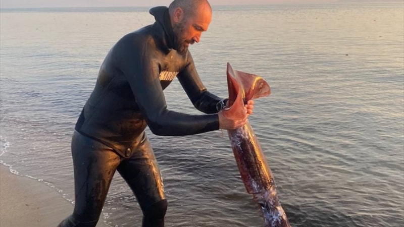 Bu bir rekor! Balıkesir, Ayvalık'ta zıpkınla 1,7 metrelik dev kalamar yakaladı