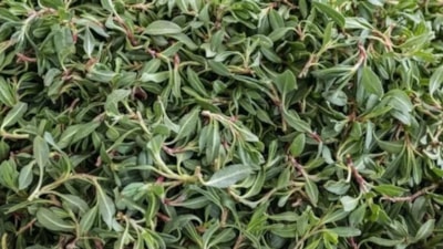 Erzincanlıların sırrı ortaya çıktı! O bitki mide sorunlarını rafa kaldırıyor, yiyen hazımsızlık nedir bilmiyor