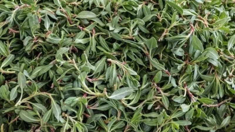 Erzincanlıların sırrı ortaya çıktı! O bitki mide sorunlarını rafa kaldırıyor, yiyen hazımsızlık nedir bilmiyor