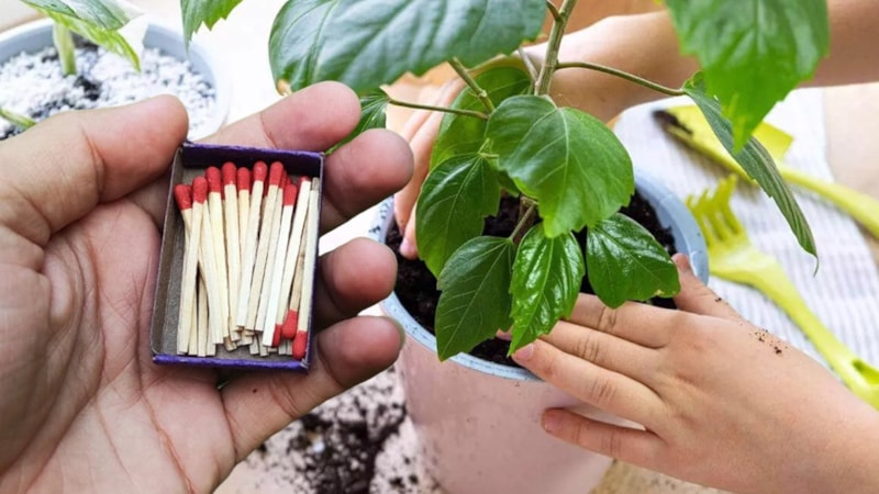 Saksının dibine kibrit batırın, o sorunu kökünden çözün...