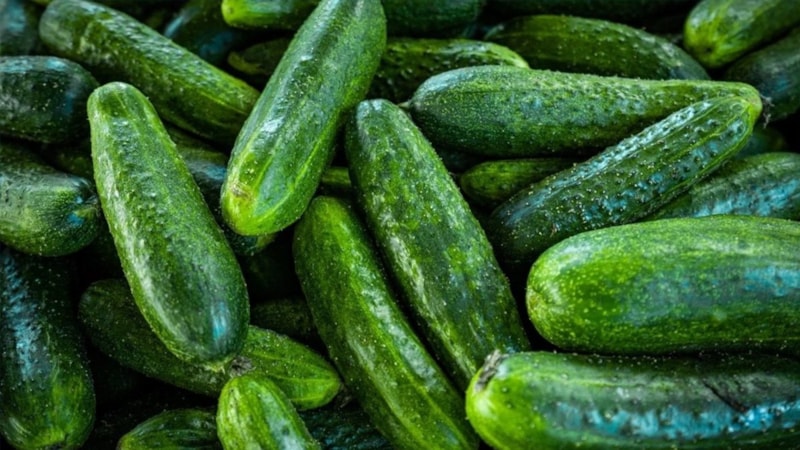 Aç karnına 1 tane salatalık yiyin, o sorunlara meydan okuyun