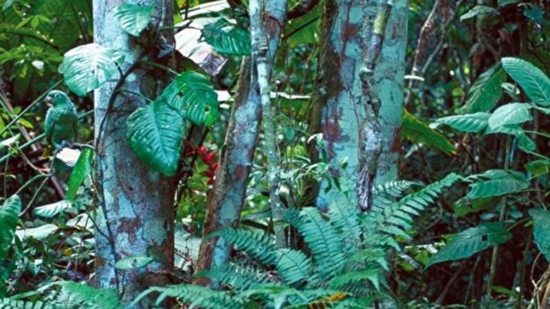 Resimdeki kuşu görebilenler, keskin gözlü dâhi sayılıyor...