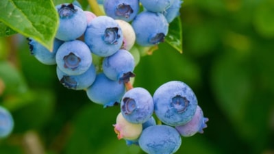 Yatmadan önce bir avuç yiyin, o hormonu zirveleyin...