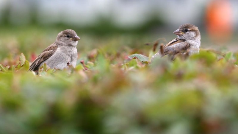 Pakistan'da serçeler için sayım yapılacak