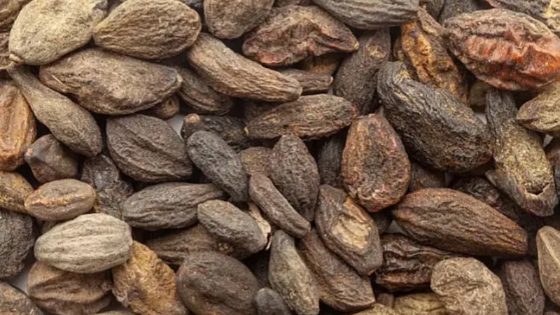 Kara halile nedir? Kara halile bitkisinin faydaları nelerdir?