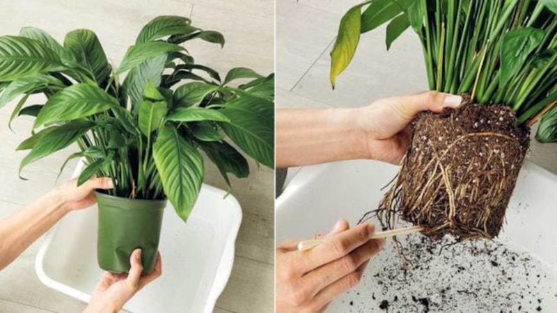 Evde çiçek yetiştirenler dikkat! Toprağa aspirinli su dökmek bakın neyi önlüyor...