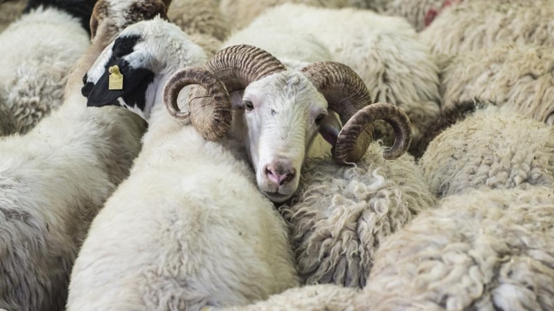 Kurban Bayramı ne zaman? 2024 kurban bayramı hangi tarihte?