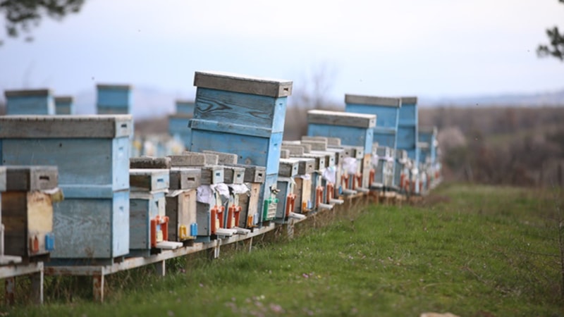 İklim değişikliği ve bilinçsiz ilaçlama, arıları tehdit ediyor
