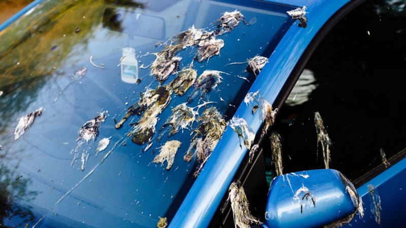 Boyanızı kurtarın: Arabadan kuş pisliği nasıl çıkar? Bu yöntem iz bırakmıyor...