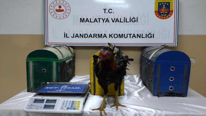 Malatya'da horoz dövüşçülerine operasyon! 72 bin 257 TL ceza uygulandı