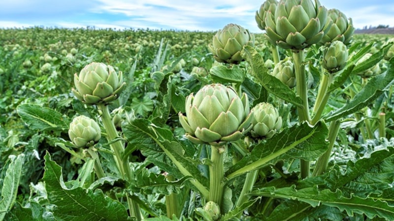 Tarlada 20, tabakta 400 lira! Türkiye’nin yeşil altını; Yiyen hastalık nedir bilmiyor