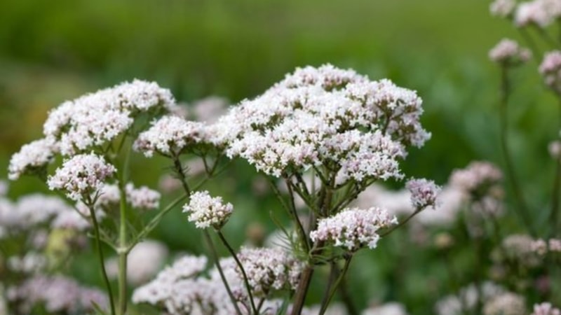 Kedi otunun faydalarını duyan şaşıp kalıyor! Bakın ne işe yarıyormuş...