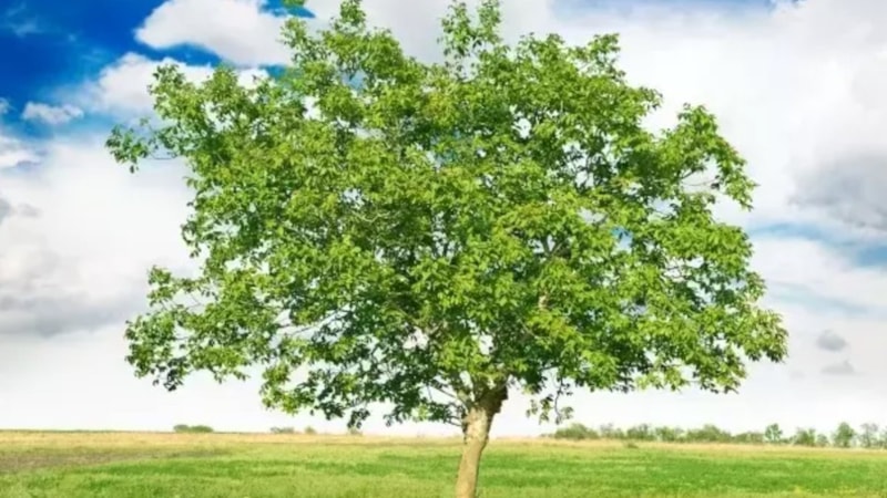 Ceviz ağacının altında neden oturulmaz? Bakın sebebi neymiş...