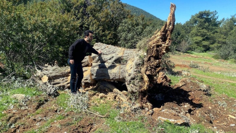 Bodrum'da 30 zeytin ağacını kesti: 30 bin lira ceza yedi