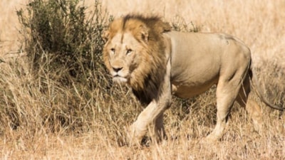 Mozambik'te 42 aslan ve 20 fil öldüren avcıya 30 yıl hapis