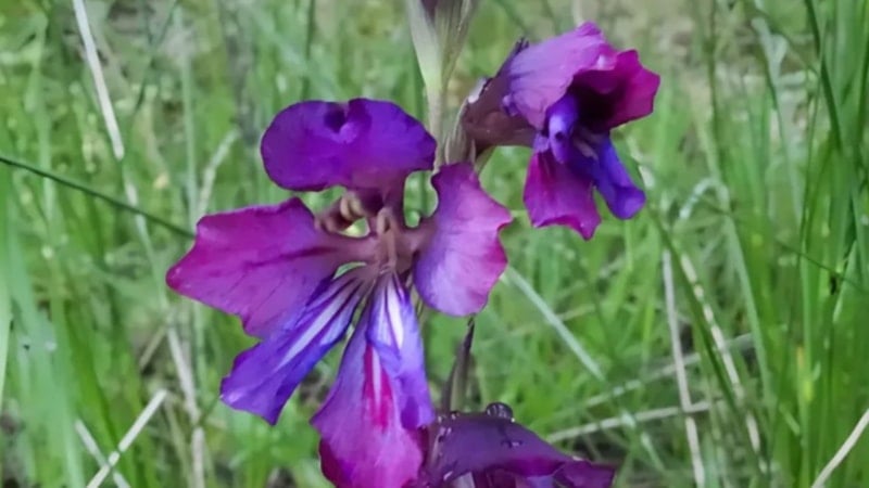 Duyan Adana’ya akın ediyor! ‘Adanus’un dünyada benzeri yok…