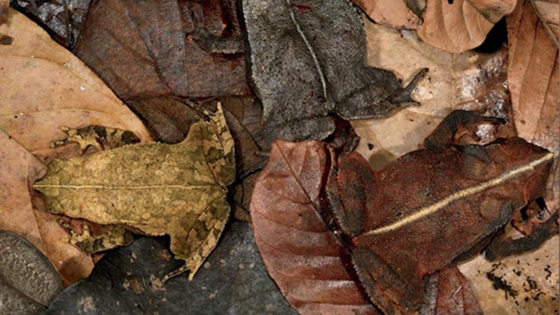 Resimdeki kamufle olmuş hayvanı görebilenler, üstün zekalı sayılıyor...