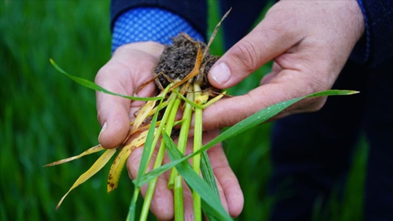 Tarımda kuraklık endişelendiriyor! Mart ayı yağışları ise üreticinin yüzünü güldürdü