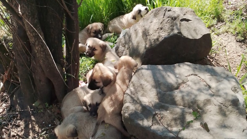 Edirne'de yavru köpekler poşetle barınak önüne bırakıldı: Ölümden döndüler