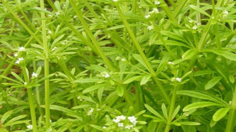 Yoğurt otu nedir, faydaları nelerdir? Yoğurt otu nasıl kullanılır?