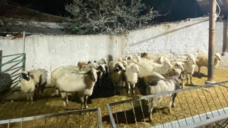 Konya'da kuzeninin 30 küçükbaş hayvanını çalıp sattı