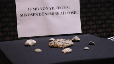Kayseri'de 10 milyon yıllık fosil ele geçirildi