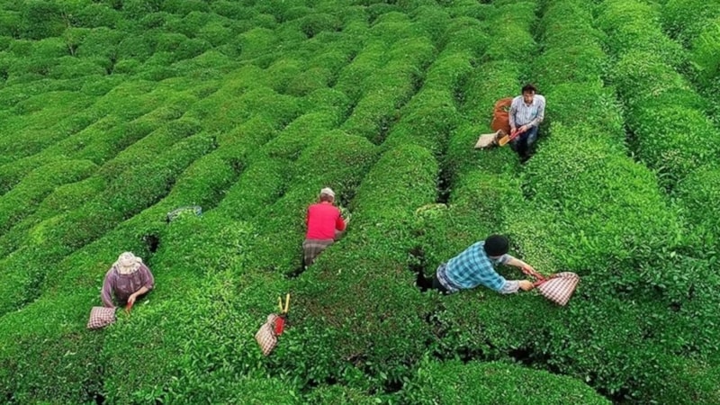 Çay üreticilerine 363,6 milyon lira destek ödemesi bugün yapılacak