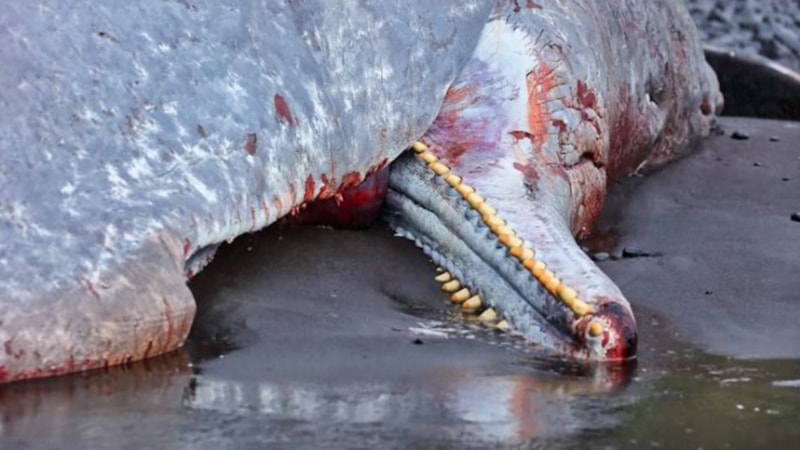 Karaya hazine vurdu! O canlının içinden servet çıktı; Tam 17 milyon 500 bin değerinde…