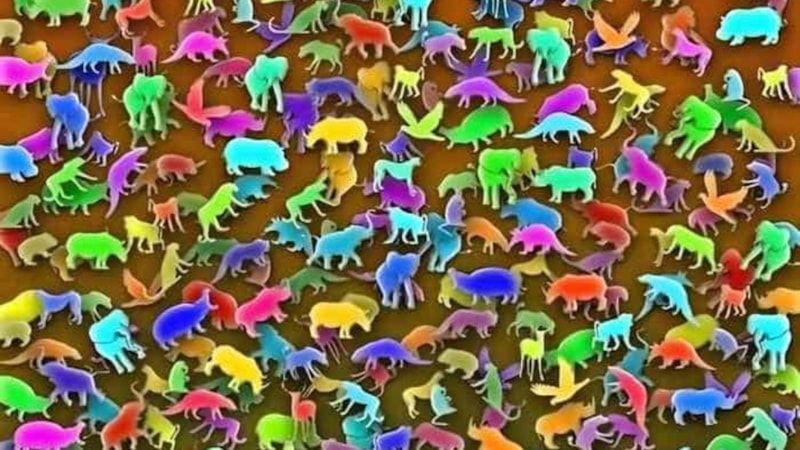 Gizli zürafayı 6 saniyede bulun, IQ'lara meydan okuyun...