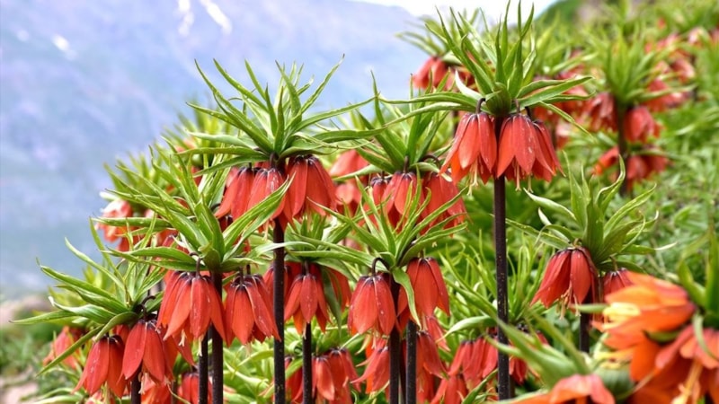 Bu çiçeği koparmak cep yakıyor! Cezası binlerce lirayı buluyor…