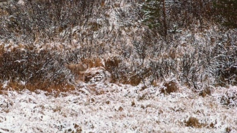 Dikkat testi: Resimdeki hayvanı 100 kişiden sadece 1'i ilk bakışta farkediyor!