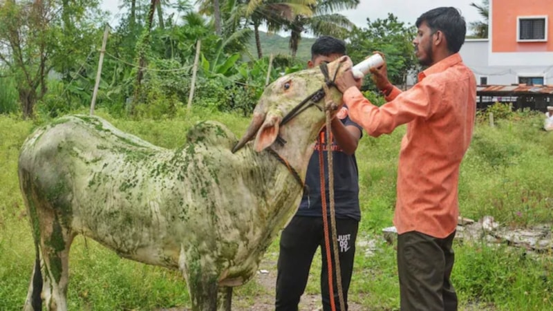 Hindistan'da salgın hastalık alarmı: İnek ölümlerini araştırıyorlar