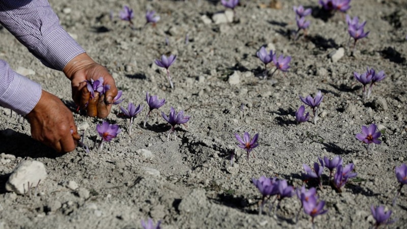 Sadece su istiyor! Bu tohumu eken, para içinde yüzüyor...