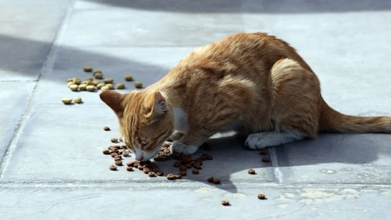 Fransa'da evde 159 kedi besleyen çifte evcil hayvan besleme yasağı