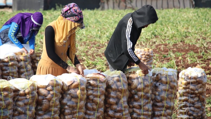 Adana patates üretiminde 4. sırada! Erkenci patates hasadına başlandı