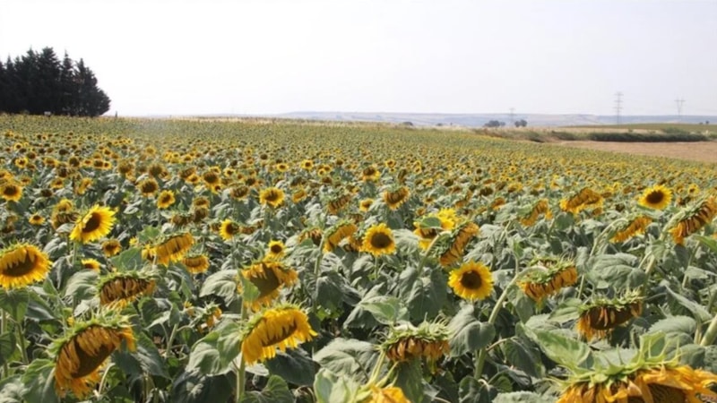 Ham ayçiçeği yağında düşürülen gümrük vergisinin süresi uzatıldı