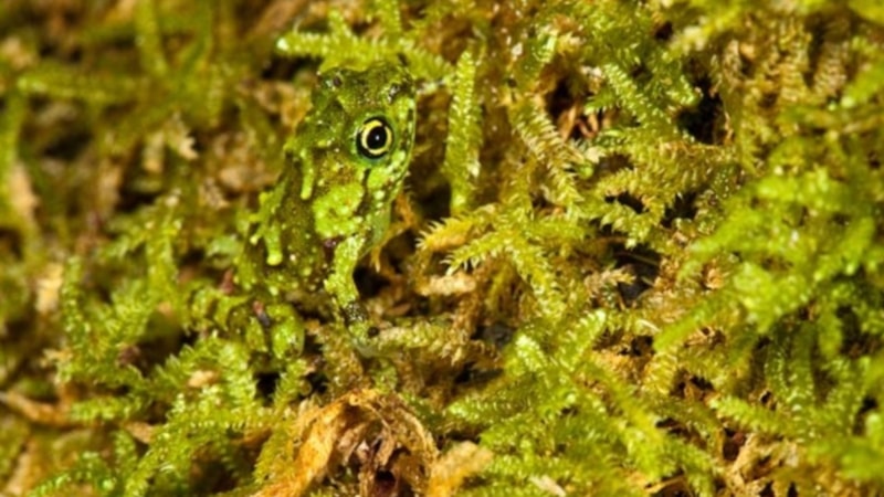 Otların arasındaki kurbağayı ilk bakışta görenler üstün zekalı sayılıyor! Süreniz başladı...