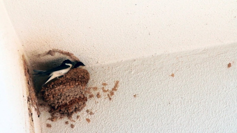 Antalya'da otellerden göçmen kırlangıçlar için koruma projesi