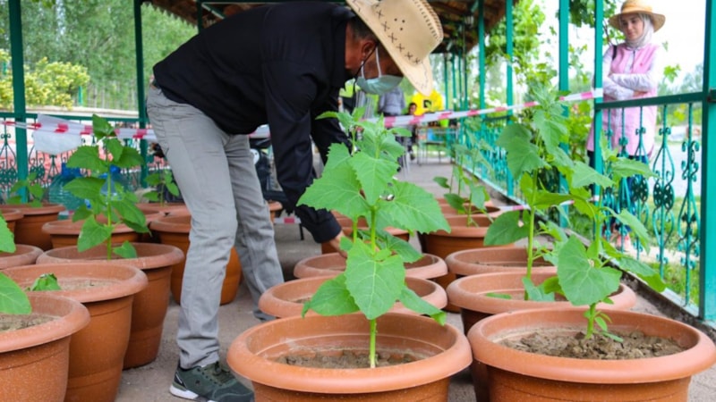 Su verimliliği için yeni öneri: Peyzajda çim yerine 'kuraklığa dayanıklı bitki'