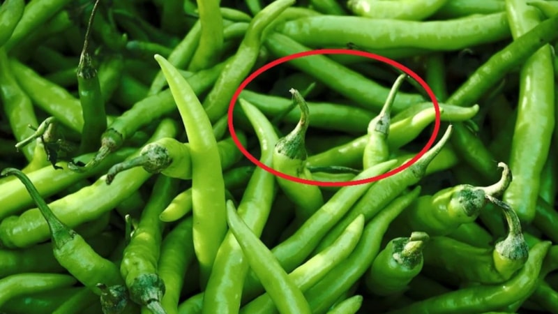 Şans değil! Biberin acı olduğunu şefler böyle anlıyormuş...