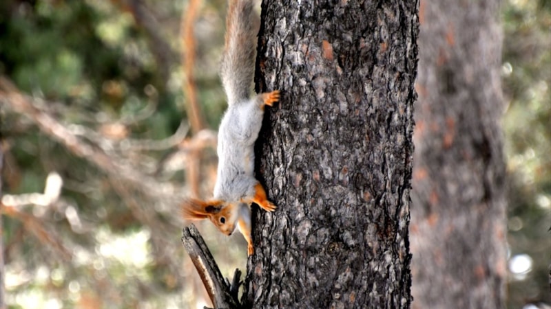 Kars'ta karın erimesiyle birlikte doğa canlandı