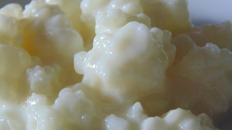 Peynir ve yoğurttan önce o vardı! Kalsiyum fışkırıyor, yiyen 100 yaşını garantiliyor...