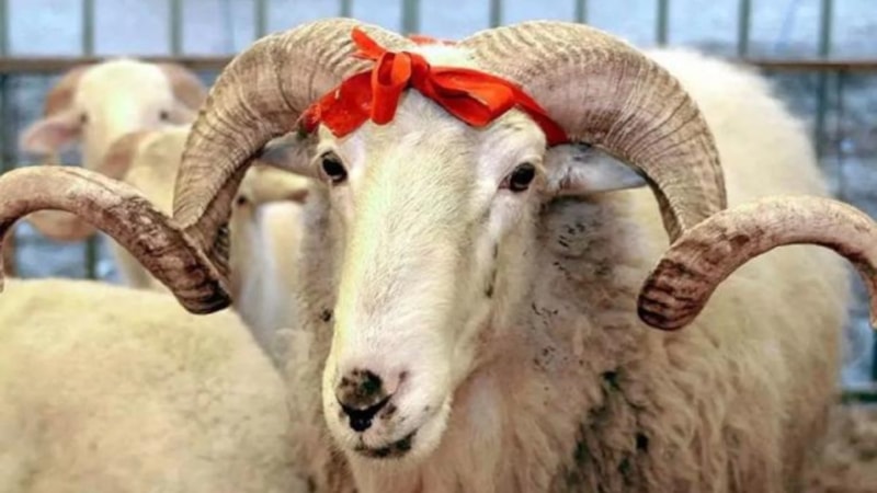 2024 Kurban bayramı ne zaman? Kurban bayramı hangi tarihe denk geliyor?