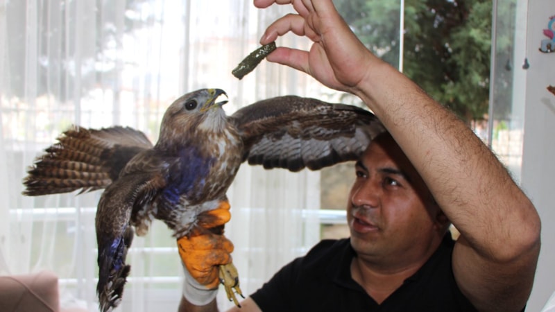 Amasya'da 'bayram misafiri' yaralı şahini et ve yaprak sarmasıyla beslediler